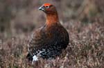 Red Grouse (Male) Derwent Moor