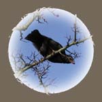 Blackbird Calver