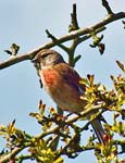 Male Linnet Rye Harbour Nature Reserve