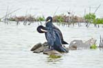 Cormorants Rye Harbour Nature Reserve
