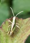 Grasshopper Winchelsea