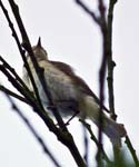 Lesser Spotted Woodpecker Winchelsea