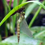 Female Southern Hawker Dragonfly & Nymph Sheffield Garden