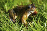 Frog Sheffield Garden