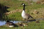 Canada Geese Redmires Reservoir Sheffield