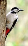 Female Great Spotted Woodpecker Potteric Carr Doncaster