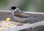 Reed Bunting Potteric Carr Doncaster