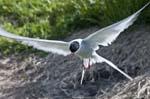 Arctic Tern Inner Farne