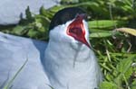 Common Tern Inner Farne