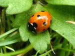 7-spot Ladybird Wedmore