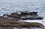 Grey Seals Lindisfarne