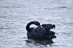 Black Swan Newton pool