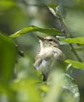 Sedge Warbler Carsington Water