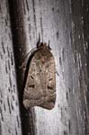 Rustic Moth Morston