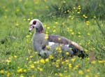 Egyptian Goose Ludham