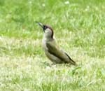 Green Woodpecker Hickling Broad