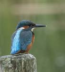 Male Kingfisher Hickling Broad
