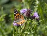 Painted Lady Happisburgh