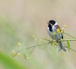 Reed Bunting Ludham