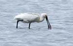 Spoonbill Hickling Broad