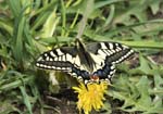 Common Swallowtail Horsey