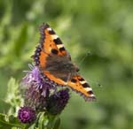 Small Tortoiseshell Happisburgh