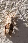 Angle Shades Moth Comley, Church Stretton