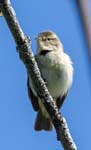 Chiffchaff Bakewell
