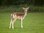 Juvenile Fallow Deer Holkham Hall