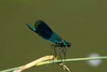 Banded Demoiselle (Male) Paxford