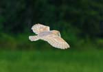 Barn Owl Shapwick Heath Avalon Marshes