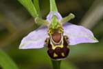 Bee Orchid College Lake Tring