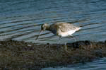 Black-tailed Godwit RSPB Titchwell Marsh