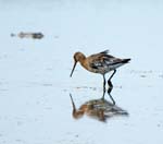 Black-tailed Godwit Cley Marshes