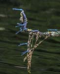 Blue Damselflies Bayfield Lake Glandford