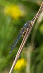 Female Common Blue Damselfly (Blue variant) RSPB Old Moor Barnsley