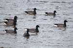 Brent Geese Exmouth
