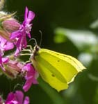 Brimstone on Red Campion Coombs Dale