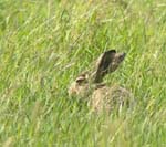 Brown Hare Nene Washes