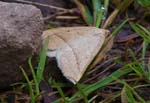 Brown Silver-line Moth Symonds Yat