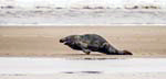 Grey Bull Seal Blakeney Point