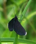 Chimney Sweeper Moth Chee Dale