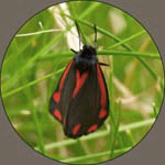 Cinnabar Moth Stiffkey Fen