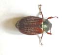 Cockchafer Beetle Paxford