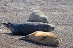 Common Seals Blakeney Point