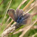 Female Common Blue RSPB Old Moor Barnsley