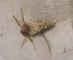 Common Swift Hickling Broad