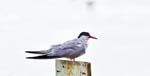 Common Tern Pensthorpe Nature Park