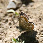 Brown Argus Coombs Dale