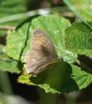 Male Meadow Brown Coombs Dale